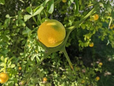 Hardy orange tree at Historic Washington State Park