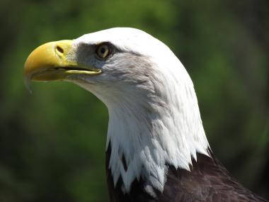 A closeup of a bald eagle. 