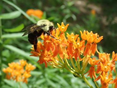 Bee on butterfly milkweed, photo by Leslie Patrick.