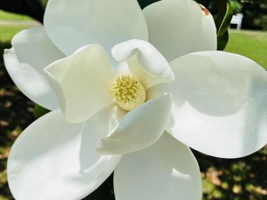 The Magnolias are Blooming!