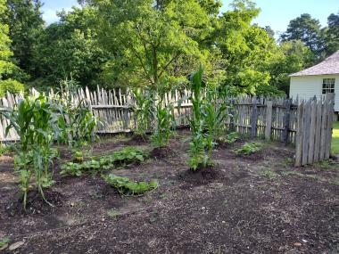 Three Sisters Garden