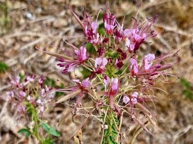 A Plant for Pollinators: Discovering the Rio Grande Clammyweed