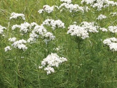 A Mint for Health and Herb Gardens: Narrowleaf Mountain Mint