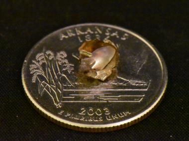 Texas man discovers 2.09-carat brown diamond at Arkansas State Park after asking Siri for mining tips