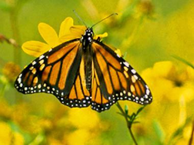 Native Arkansas Animals