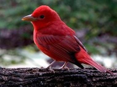 Summer Tanager