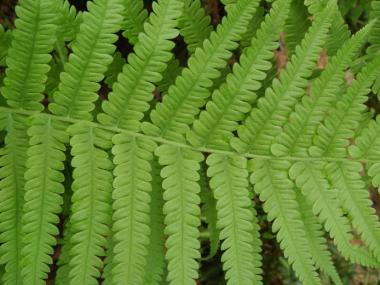  Link to Download Conference App over fern image