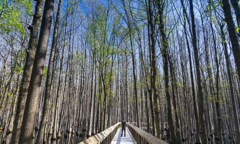 Louisiana Purchase State Park
