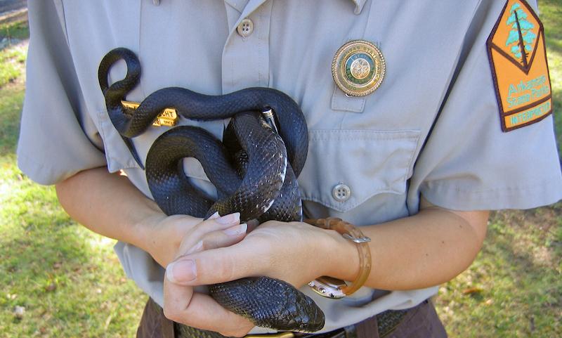 Sharing the Trails with Snakes Arkansas State Parks