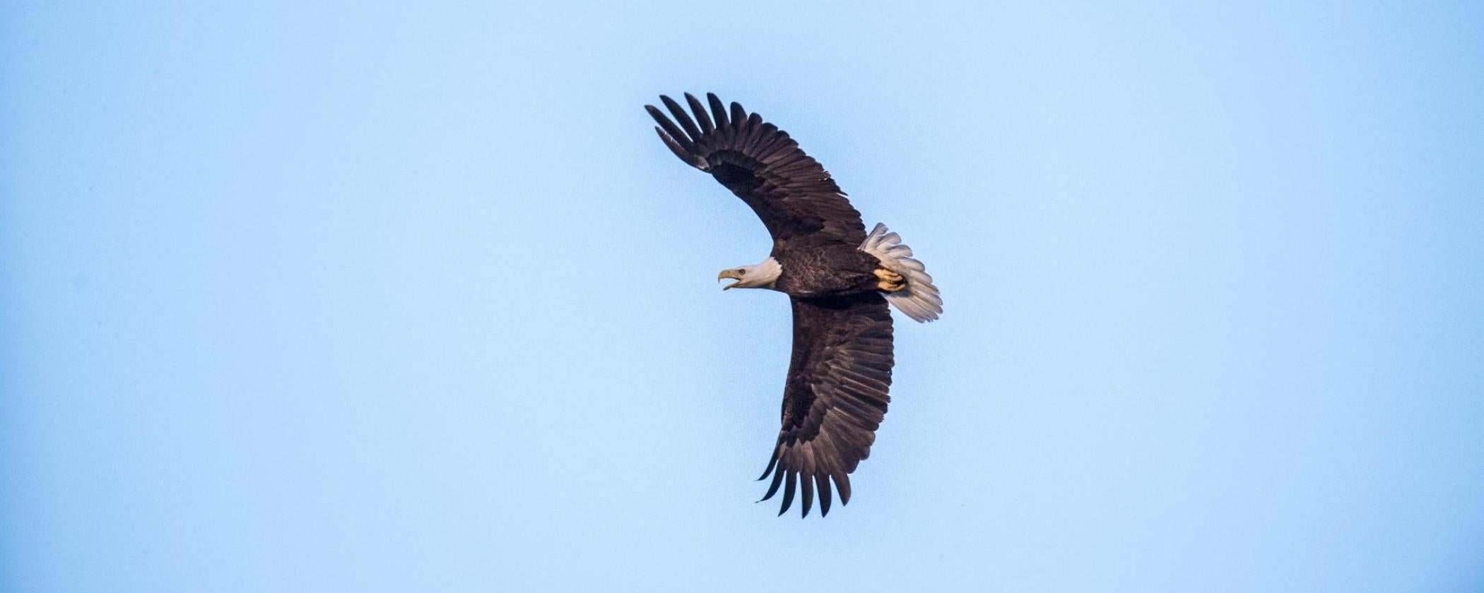 Eagle Watch Tours at Arkansas State Parks