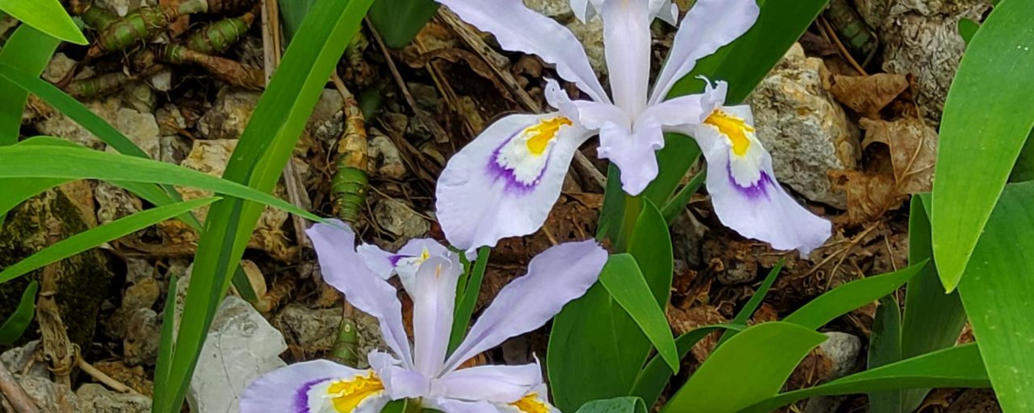 Dwarf Crested Iris Flower at Hobbs State Park-Conservation Area
