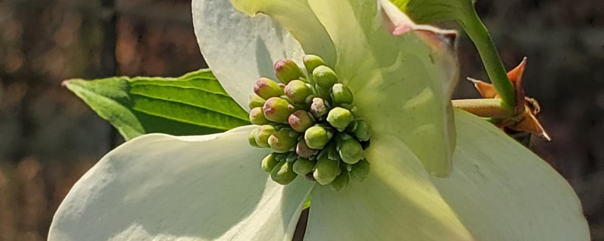 Dogwood Tree at Lake Fort Smith State Park