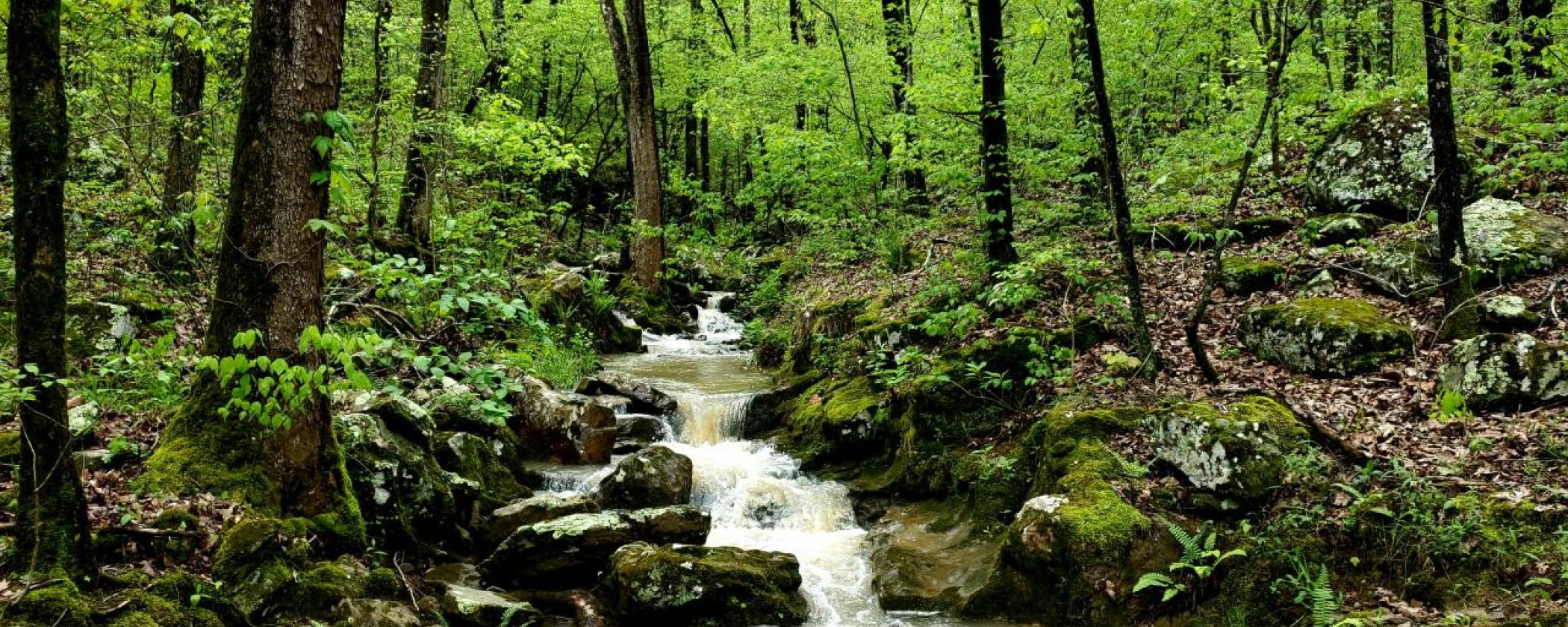 Stream at Lake Fort Smith State Park