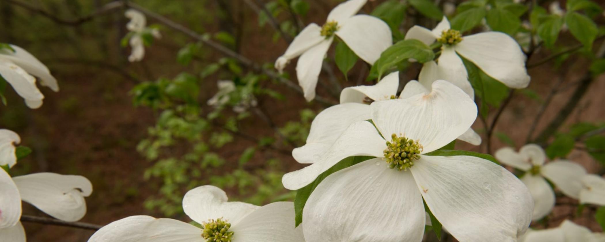 Dogwood Blooms at Hobbs State Park-Conservation Area