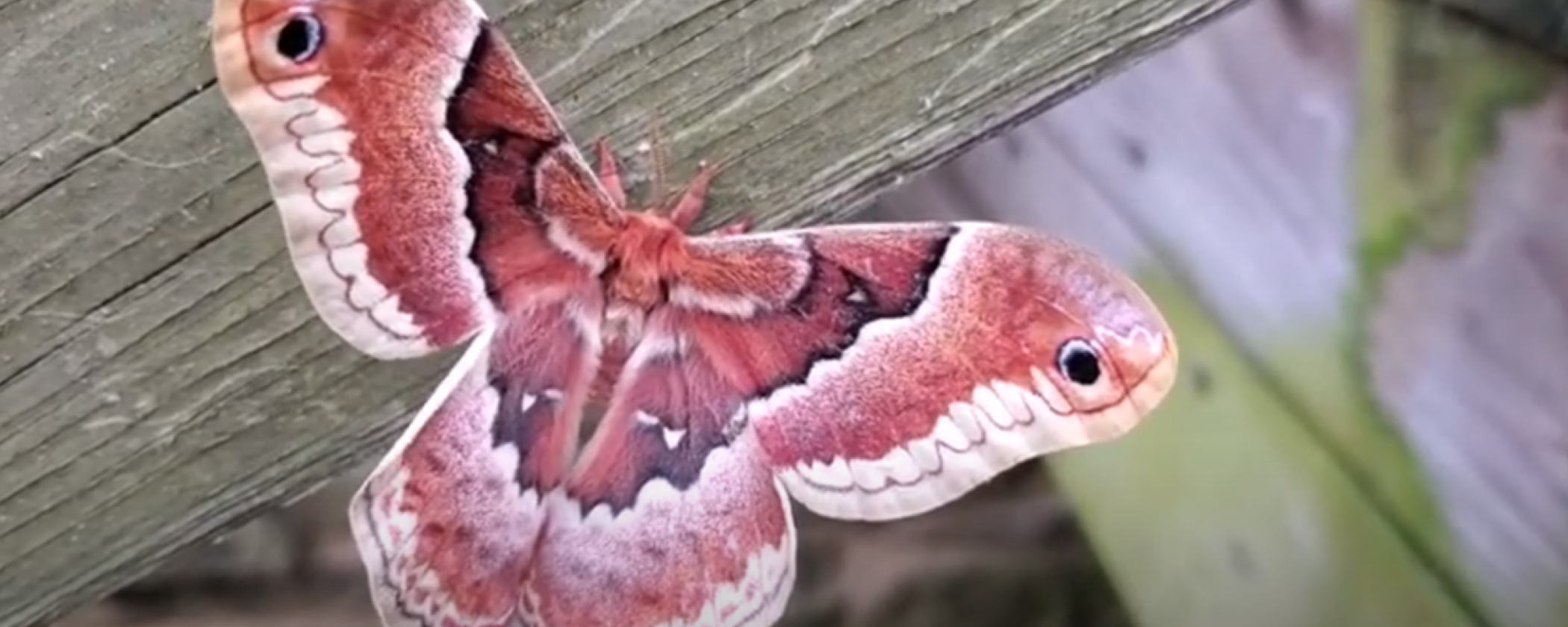 Promethea Silkmoth
