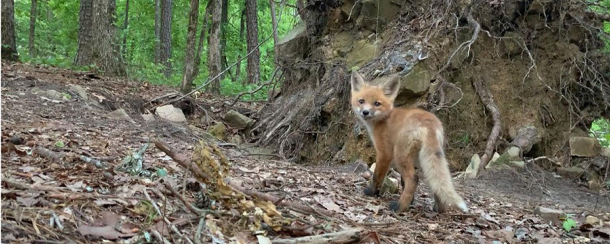 Red fox kit exploring the perimeter of its home in the park, a fox den