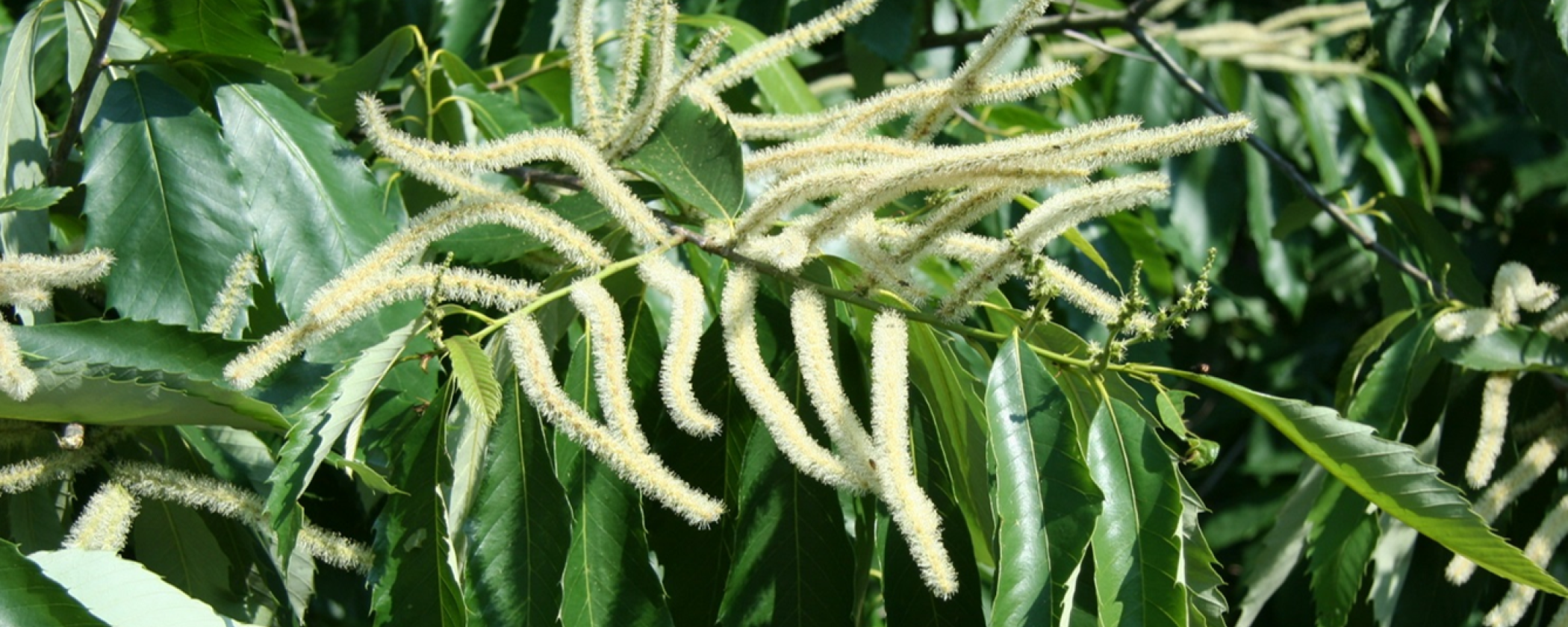 Although the Ozark chinquapin has both male and female parts, it cannot pollinate itself; another must be in the area for pollination to occur.