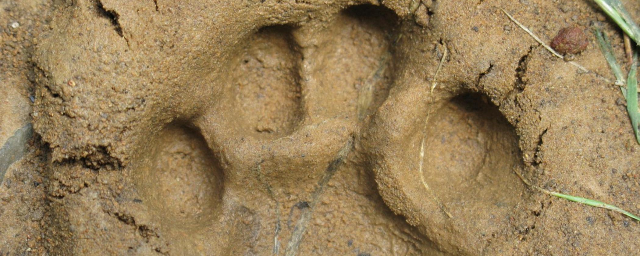 Animal track in mud at Mount Magazine State Park