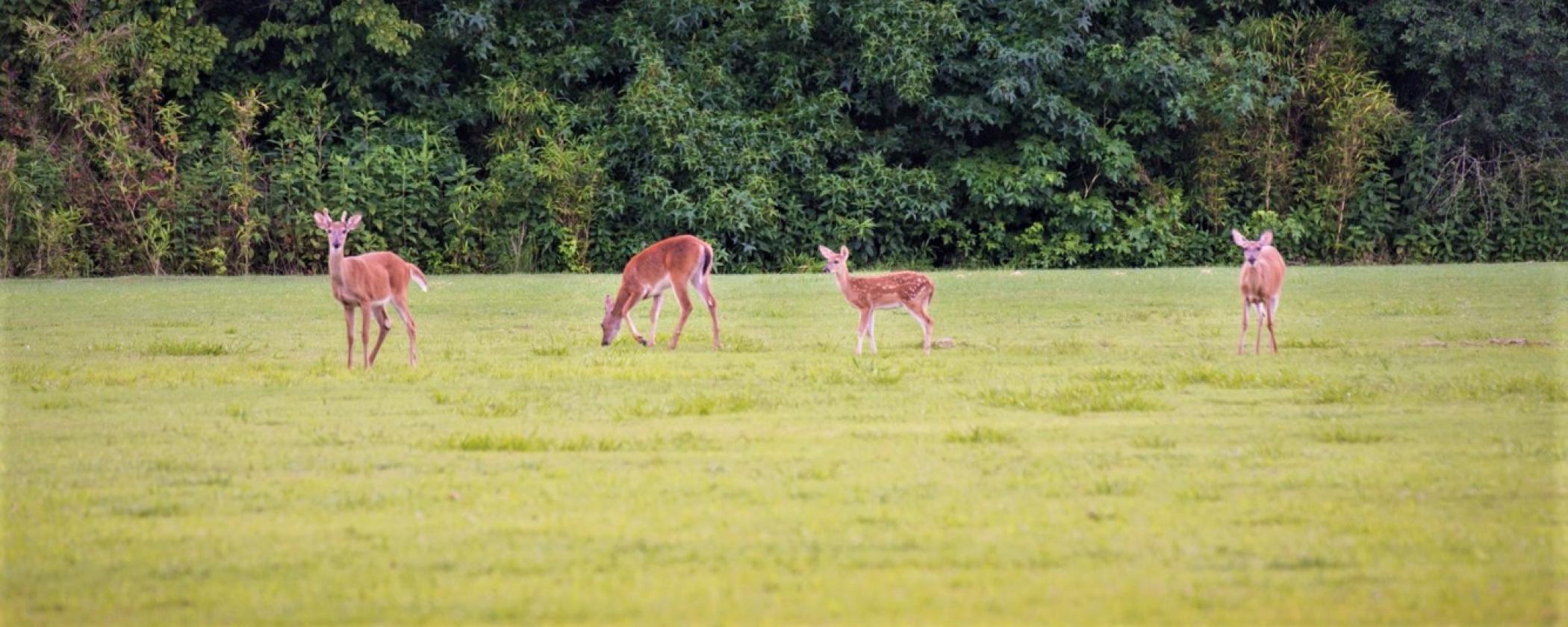 Deer grazing at Village Creek State Park