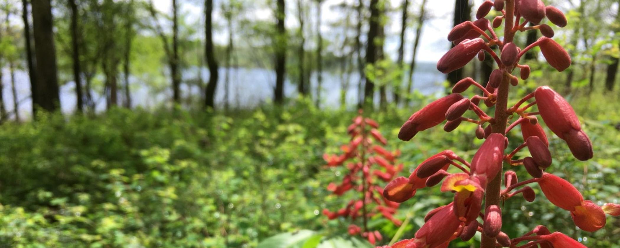 Red Buckeye at DeGray Lake Resort State Park - vertical stalk of red blossoms above large green leaves