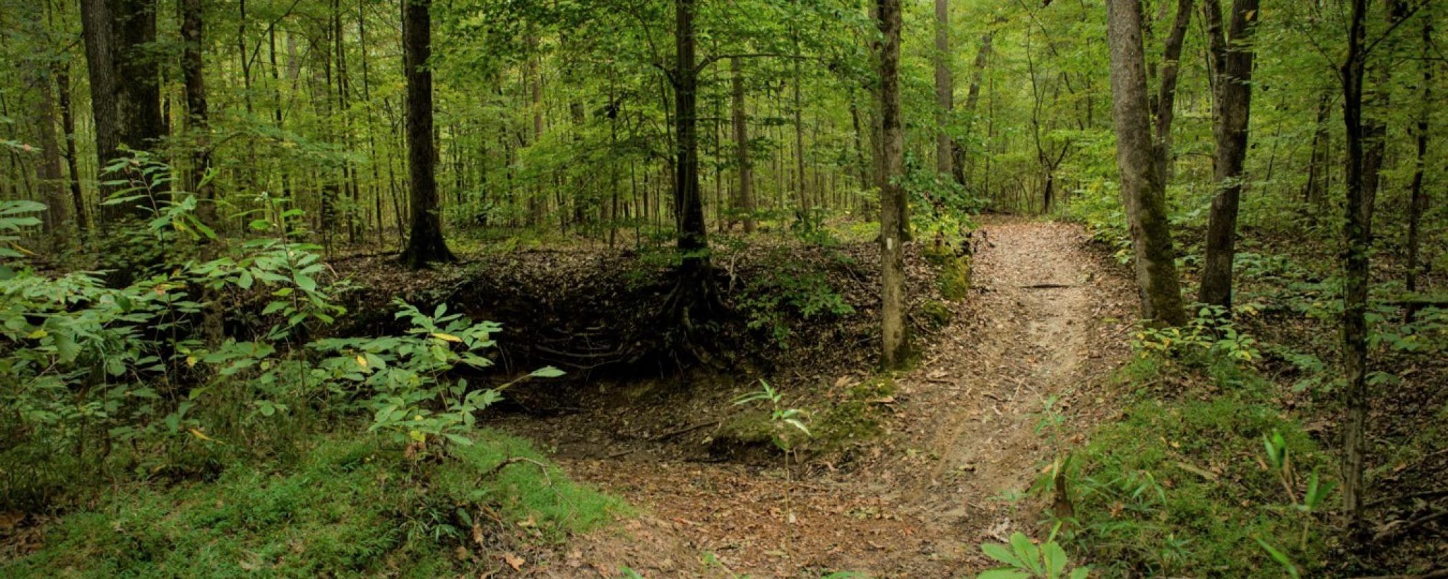 Trail at Village Creek State Park 