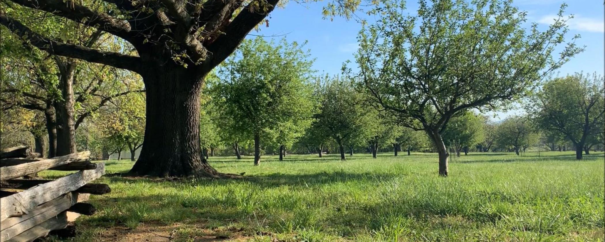 Apple Orchard at Prairie Grove Battlefield State Park