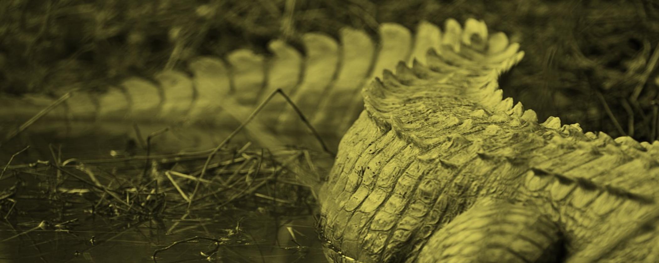 Alligator at Millwood State Park