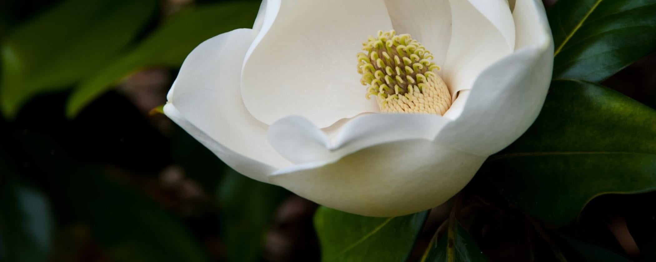 Magnolia Tree at Historic Washington State Park