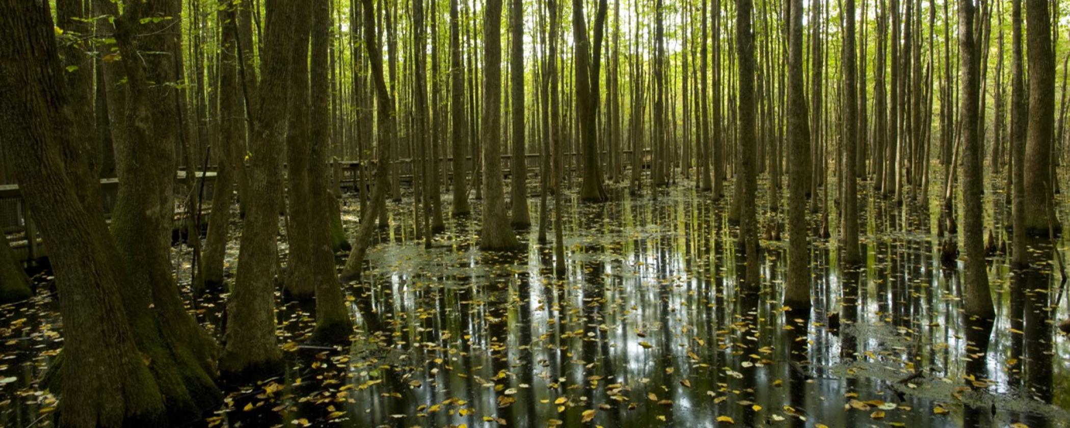 Louisiana Purchase State Park