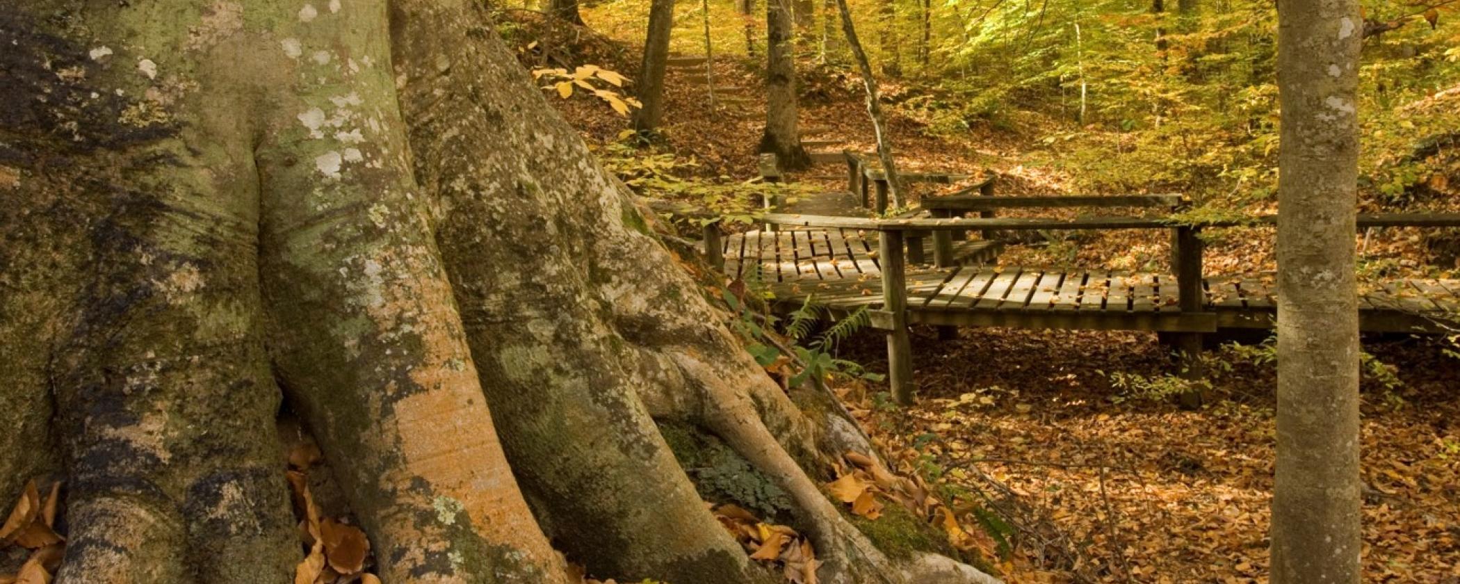 Village Creek State Park