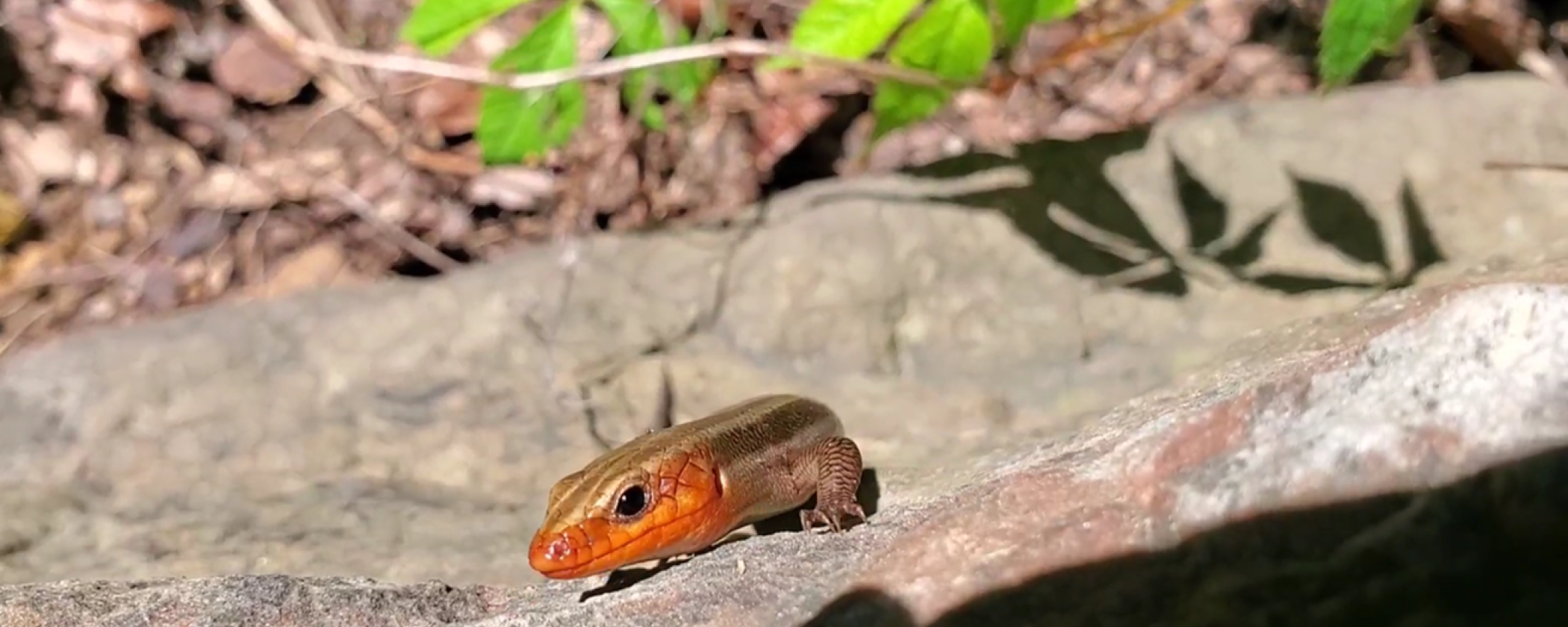 Skink at Lake Fort Smith State Park