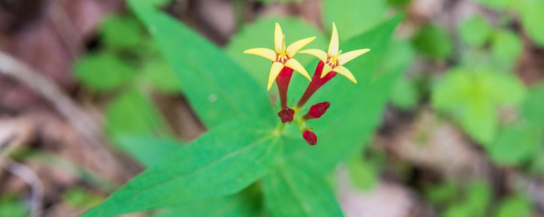Cossatot River State Park-Natural Area
