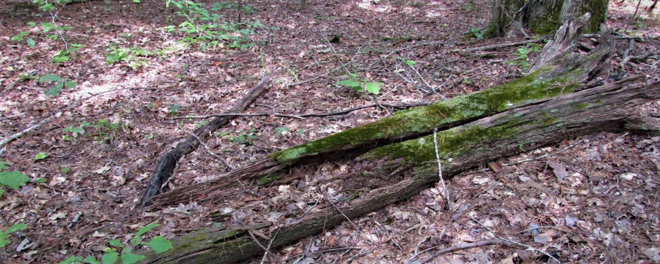 Rotten log at Village Creek State Park
