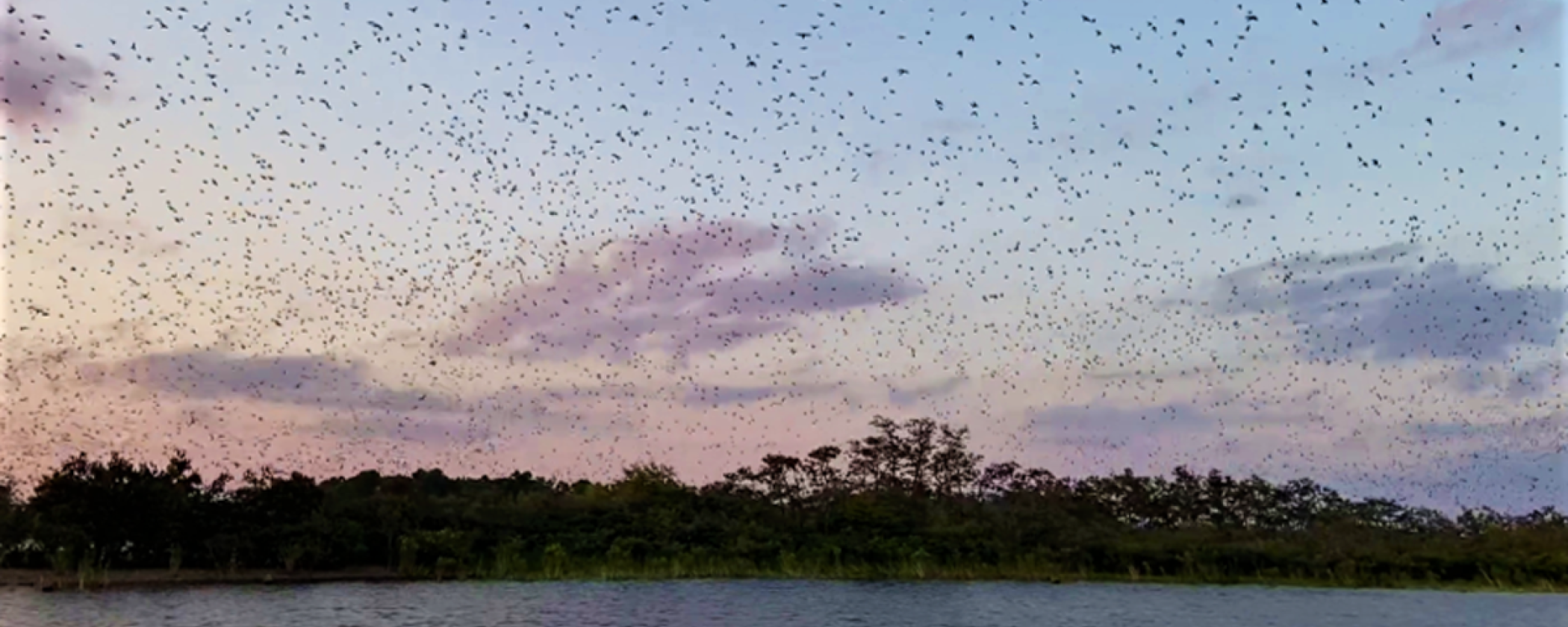 Purple Martins on Lake Ouachita