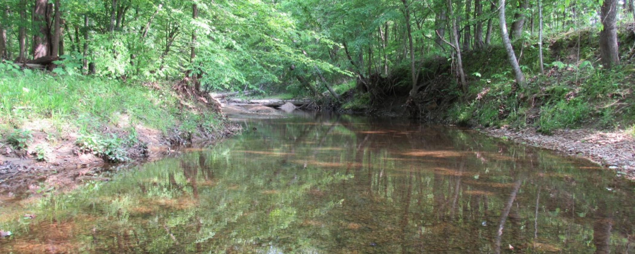 A panoramic view looking down the creek’s banks, near Village Creek State Park's Big Ben Nature Trail