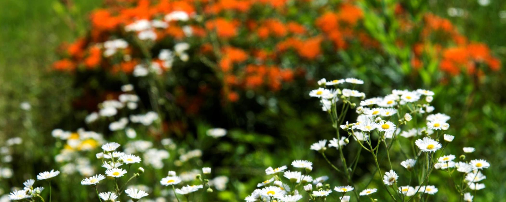 Lake Dardanelle State Park