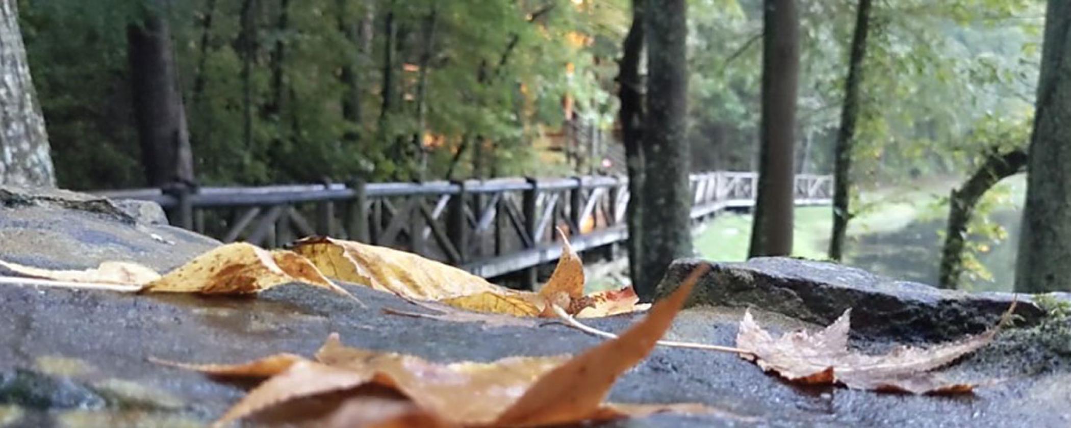 Fall leaves lying on the CCC boardwalk at Crowley's Ridge State Park in the rain