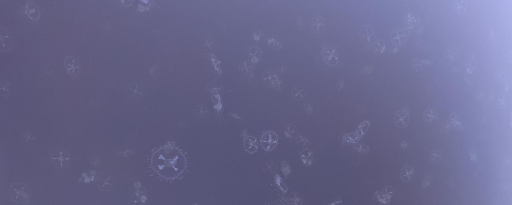 Freshwater jellyfish swimming in Lake Ponder at Crowley's Ridge State Park. They are translucent