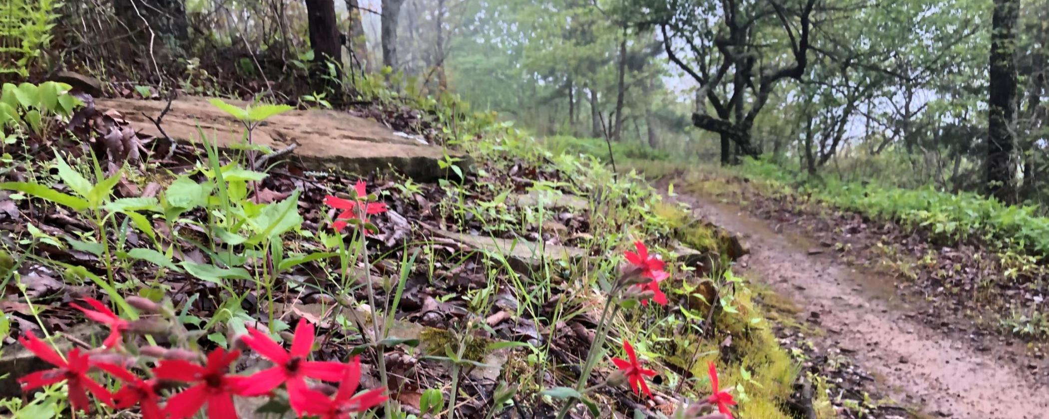 Closeup of a hiking trail.