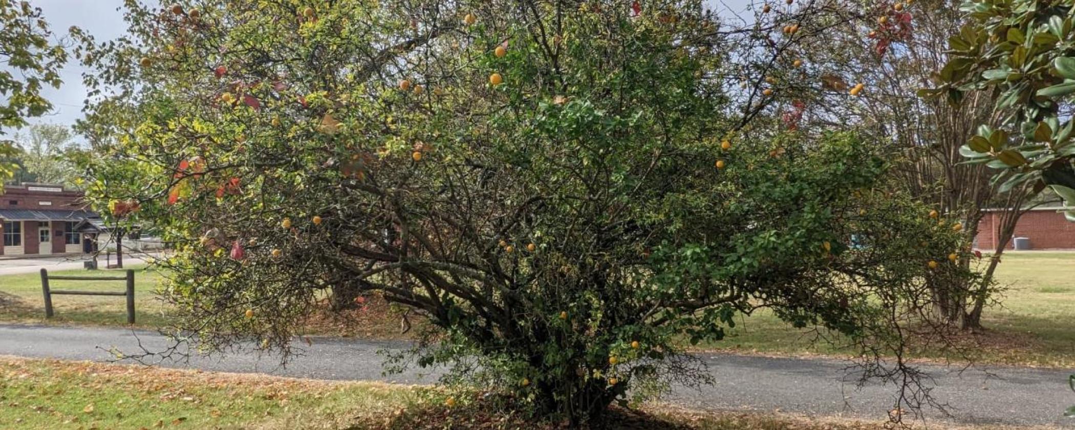 Hardy orange tree at Historic Washington State Park