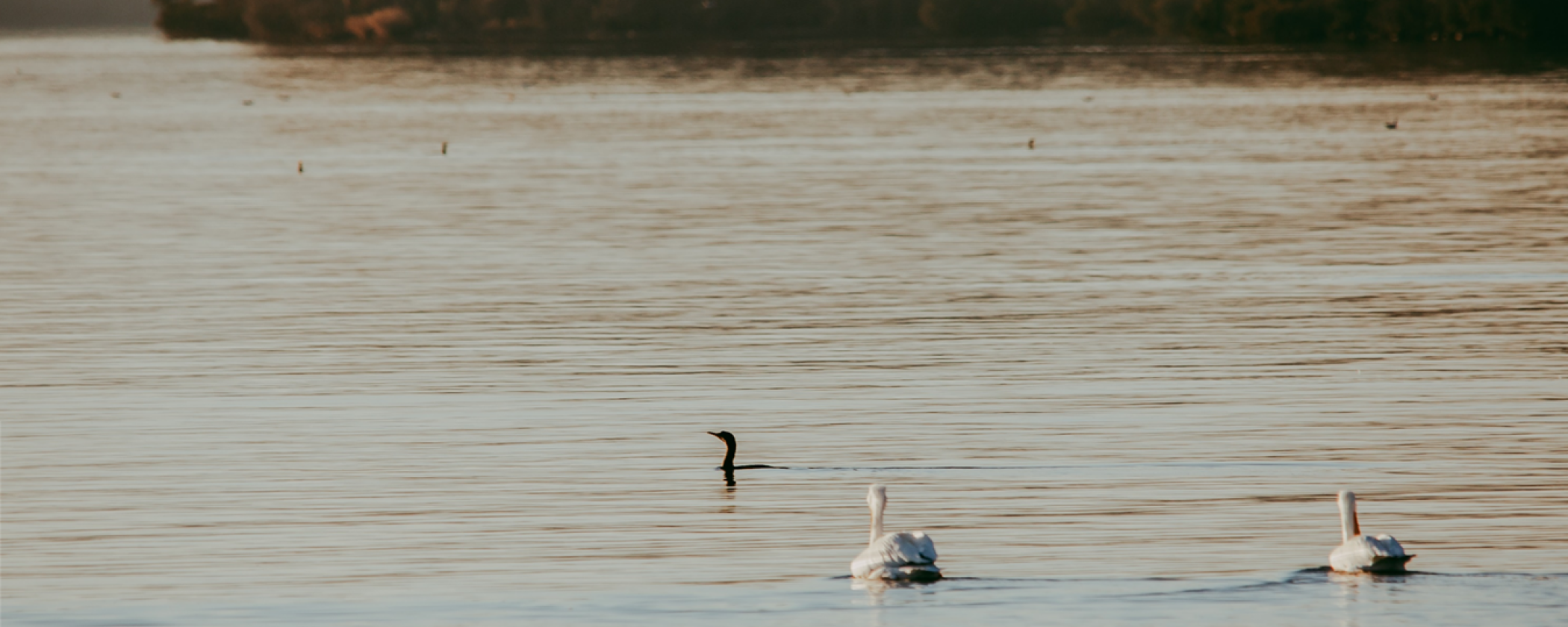 Two pelicans and a cormorant swim in the water in the foreground with other out of focus birds in the background.