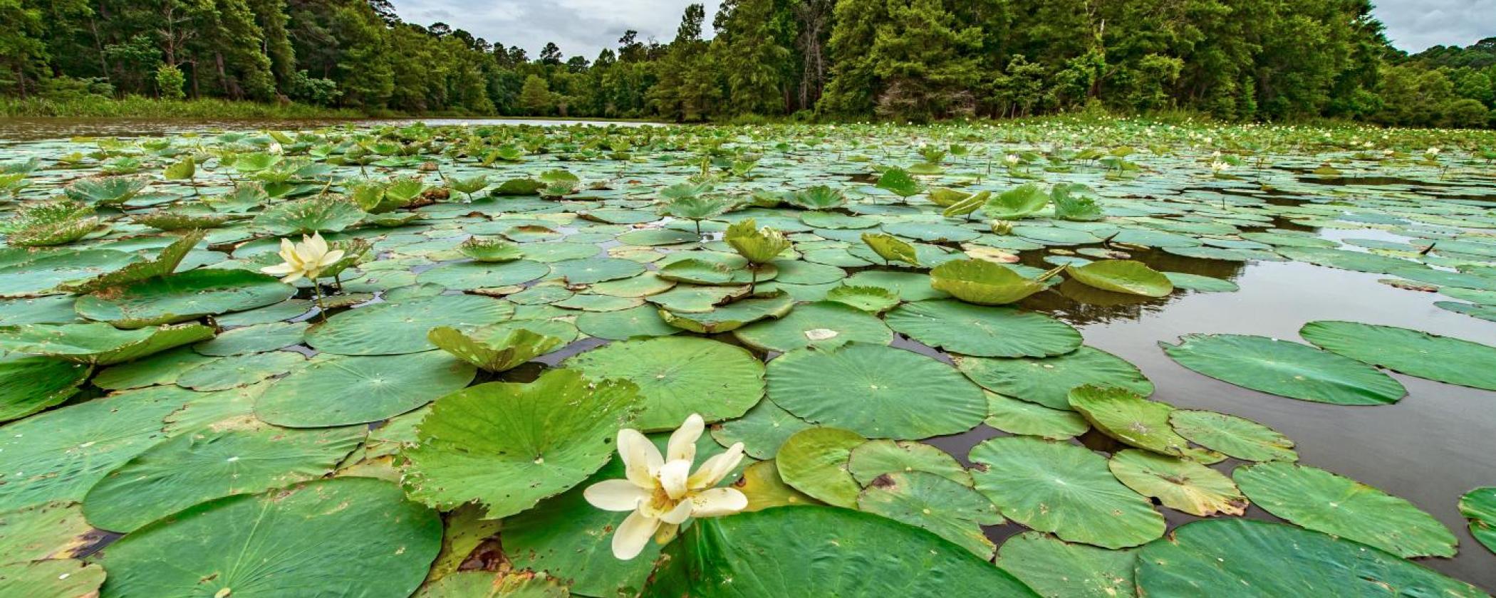 Lily and lotus plants