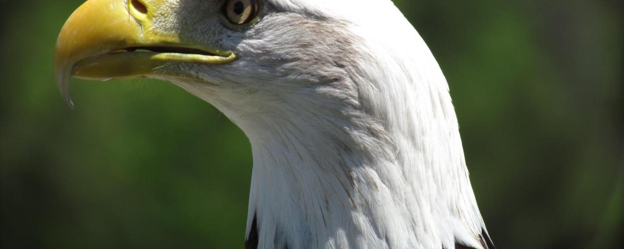 A closeup of a bald eagle. 