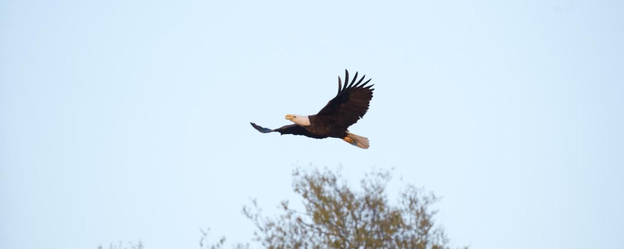 Eagle flying over the trees at Daisy State Park