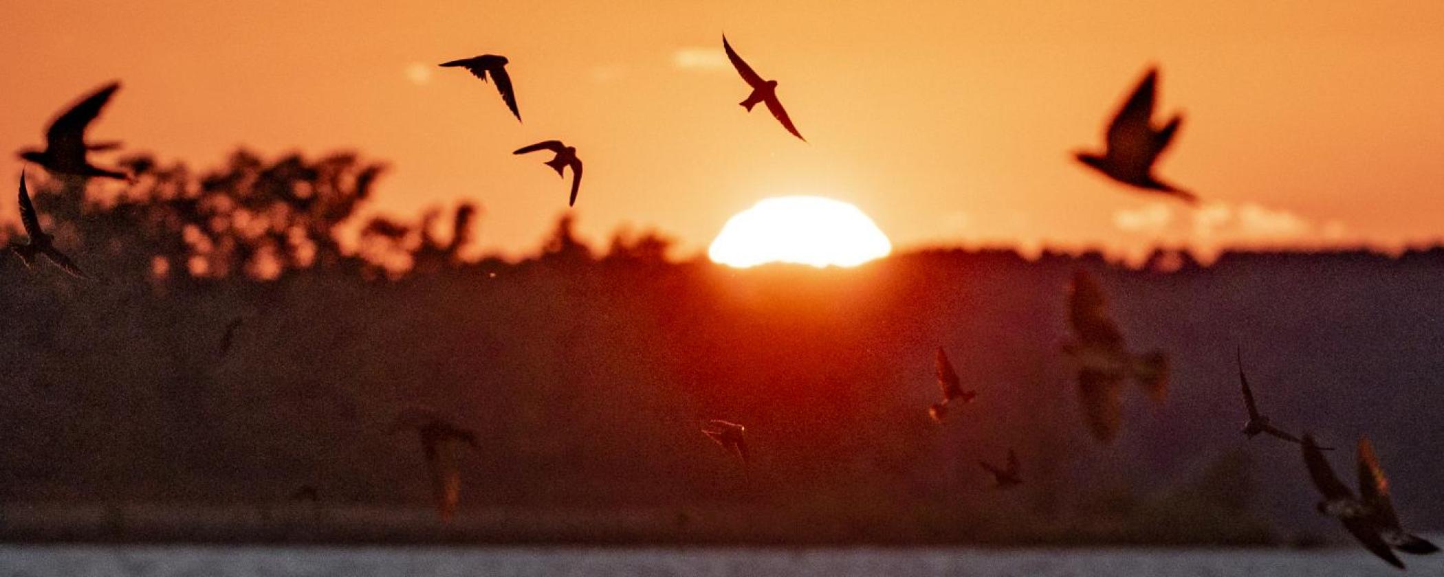 Purple Martins migrating south along Lake Ouachita at sunset