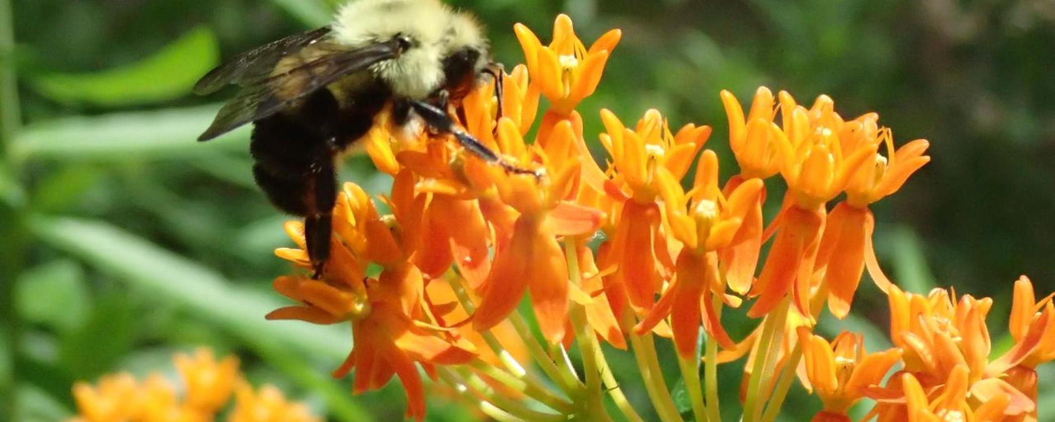 Bee on butterfly milkweed, photo by Leslie Patrick.