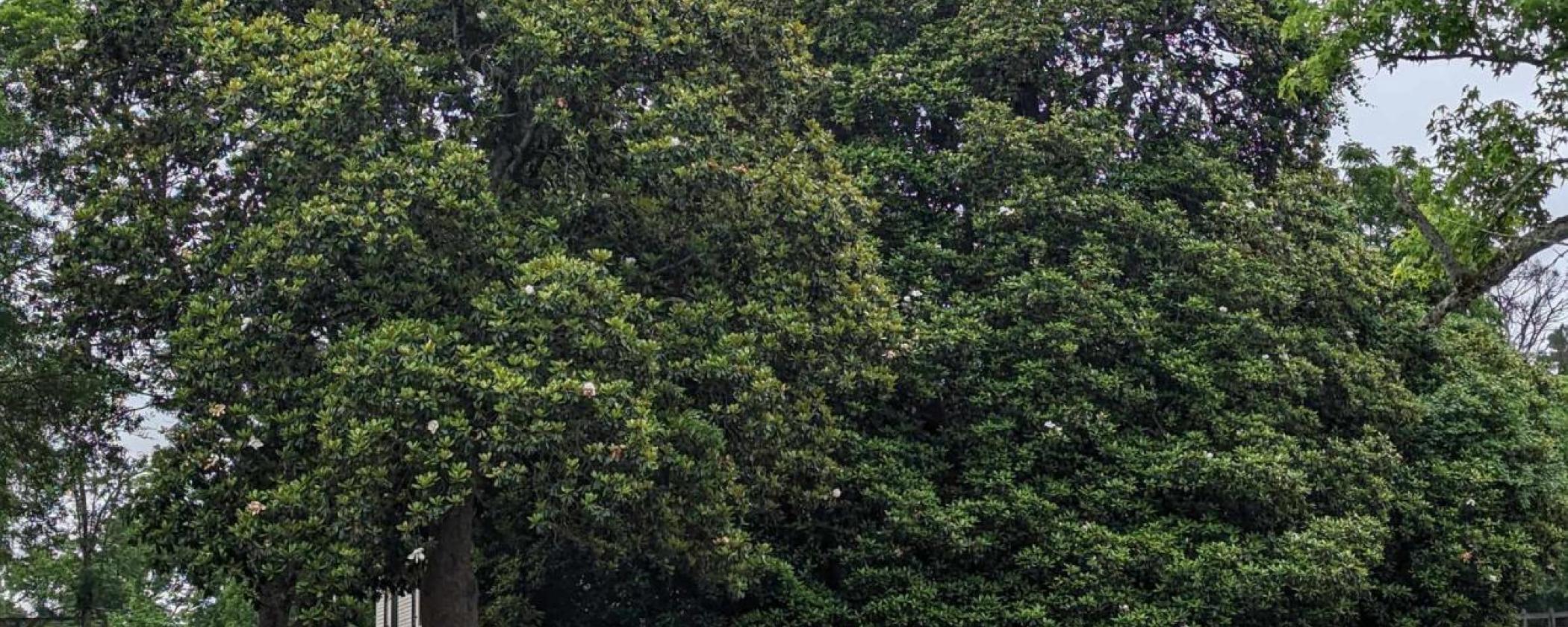 The Magnolias are Blooming!