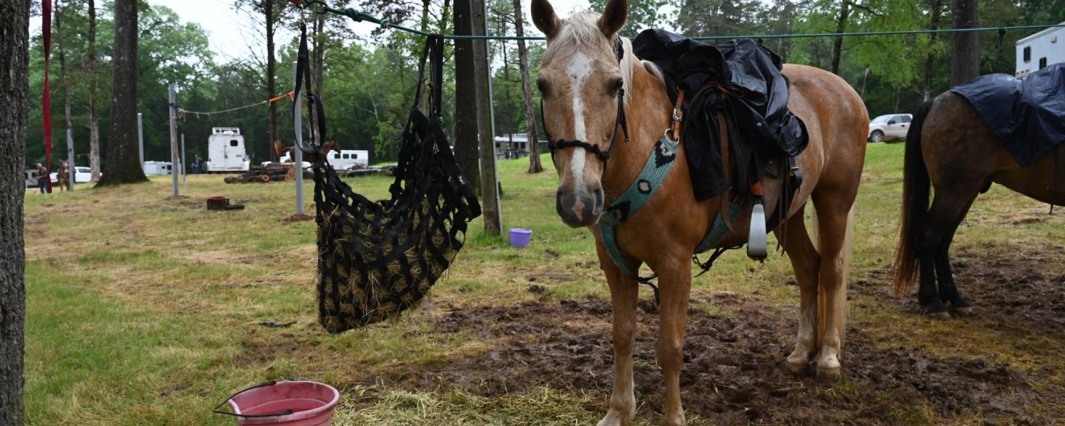 The horse campground at Devil's Den State Park. 