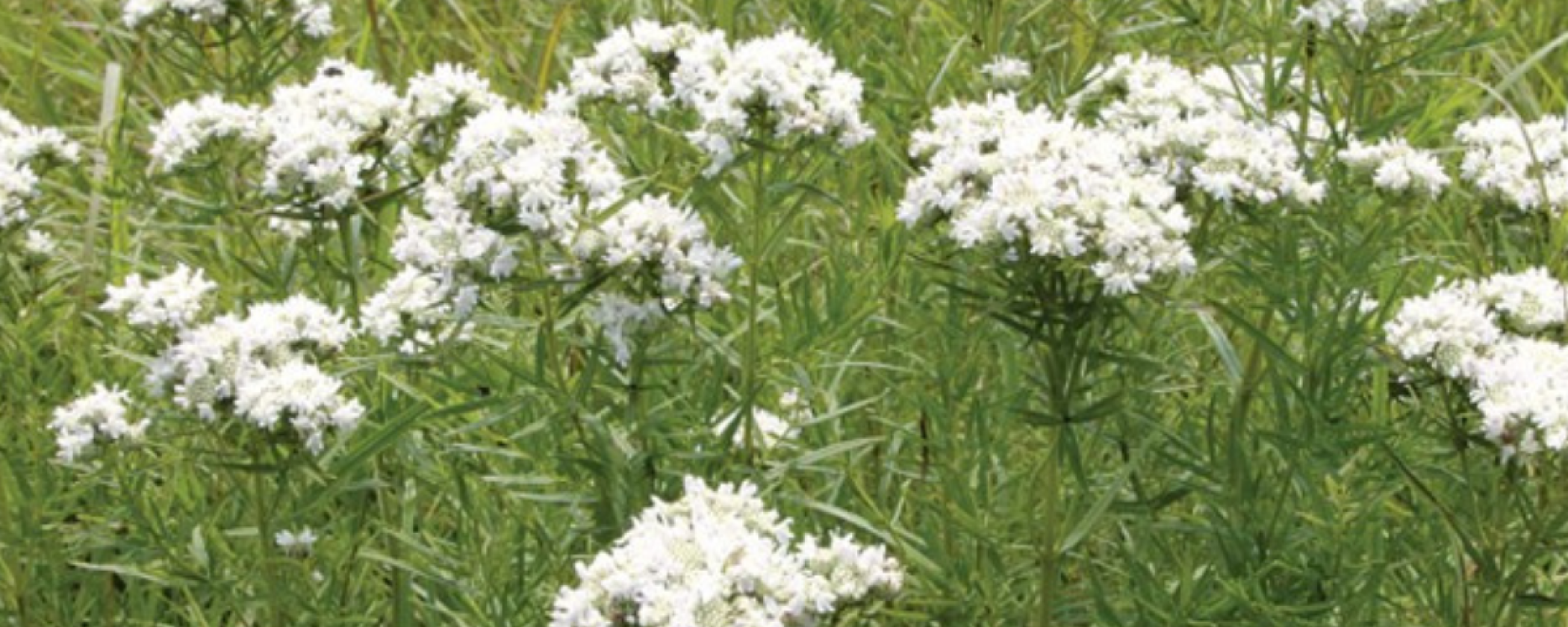 A Mint for Health and Herb Gardens: Narrowleaf Mountain Mint