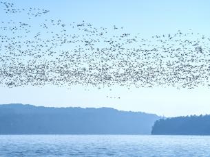 birding in arkansas state parks